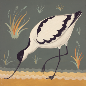 A is for Avocet A is for Avocet